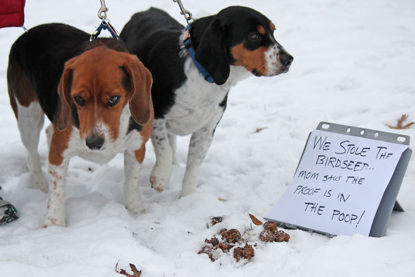 Two dogs on leashes in the snow next to a sign shaming them for stealing birdseed with evidence nearby.