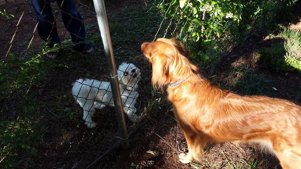 Visiting With Neighbors