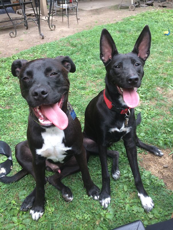 Besties - Bruno And Bandit