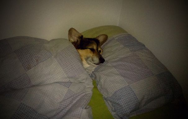 Dogs Can Like Pilllows And Blankets Also...