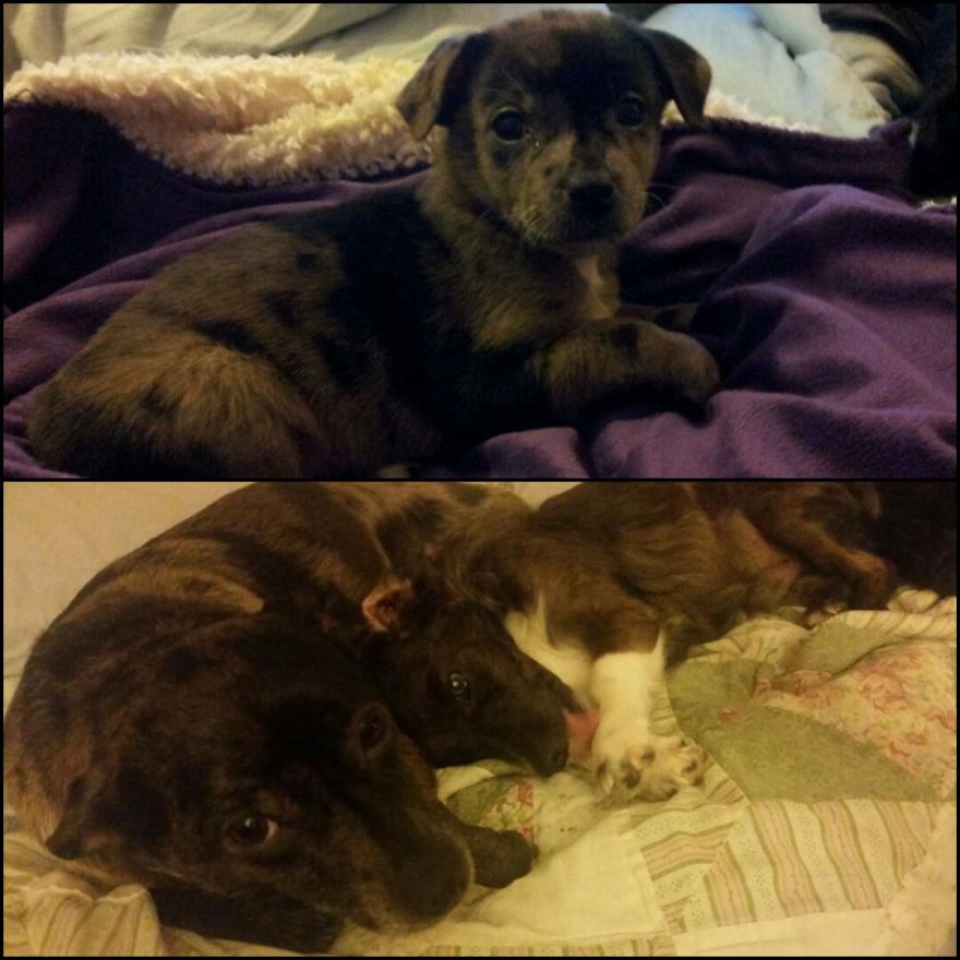 Baby Bowzer (6 Weeks) & Then Him With His Bff/son 2.5 Years Later.