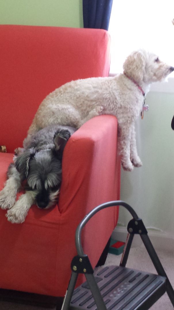 The Schnauzer Is Asleep.