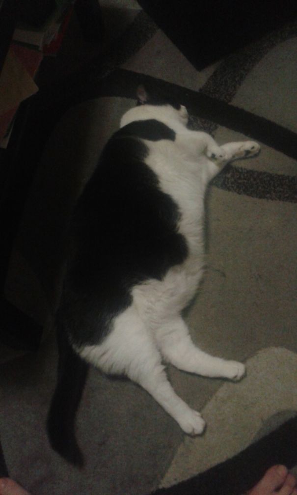 Compared To Previous He's Just 11kg Junior