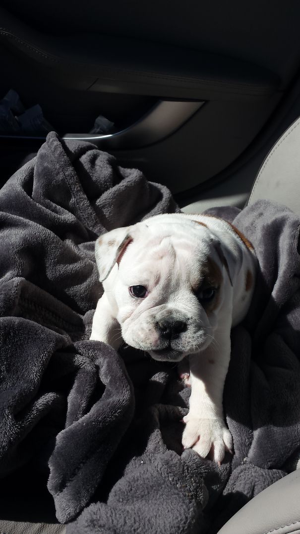 Meet 'fenway' - 8 Week Old Purebred English Bulldog From Denver, Colorado!