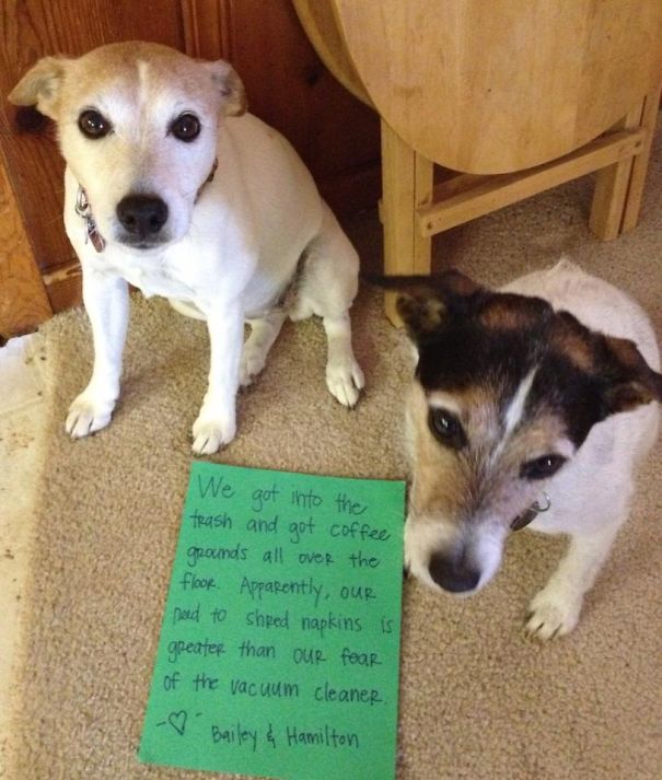 Two dogs sitting on carpet next to a sign shaming them for making a mess, part of a*****e dogs being shamed series.