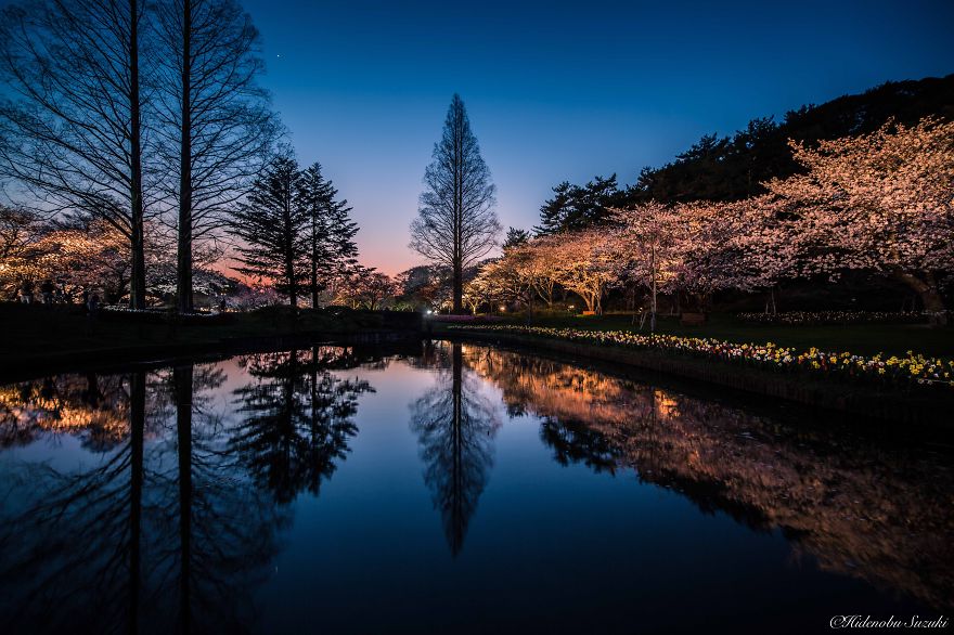 My Pictures Of Sakura Blossoms In Japan My Pictures Of Sakura Blossoms In Japan