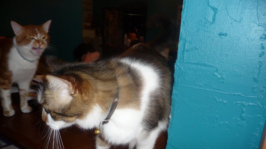 Punkins The Crazy One And Ziggy Is The Shy One