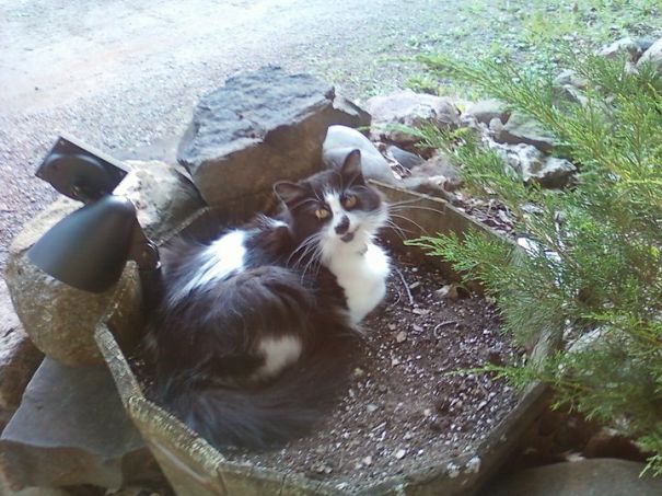 Lua Bear-just Add Water.