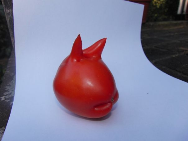 Tomato Bunny