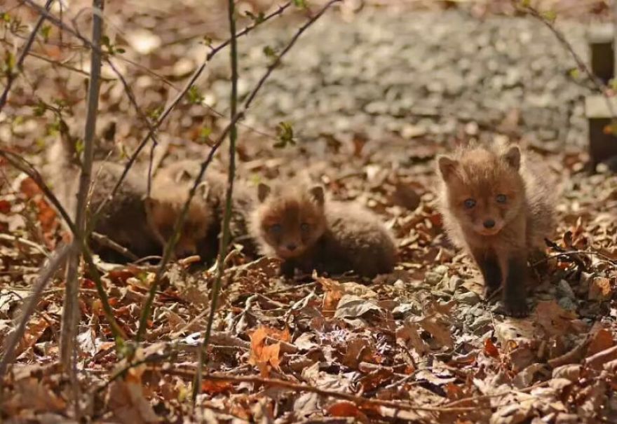 Father And Daughter Find Baby Foxes In Their Backyard
