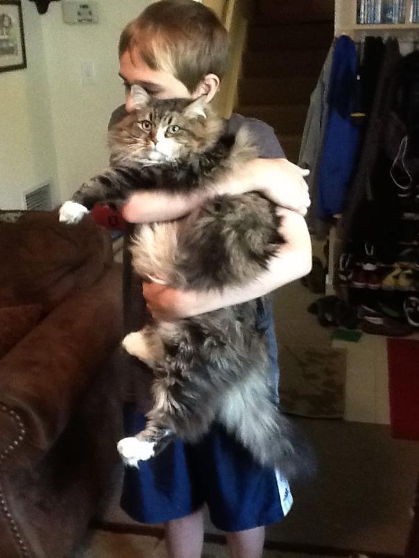 Grissom The Siberian Cat - Nhsiberiancats.com