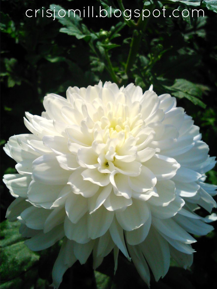 White Chrysanthemum