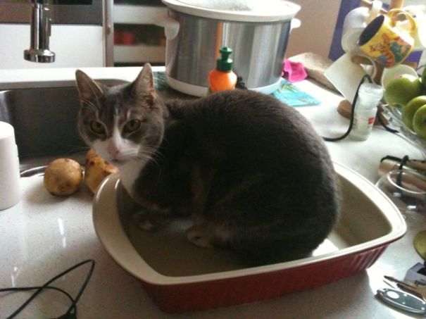 21-step Guide On How To Cook With Cats