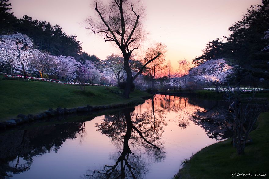 My Pictures Of Sakura Blossoms In Japan My Pictures Of Sakura Blossoms In Japan