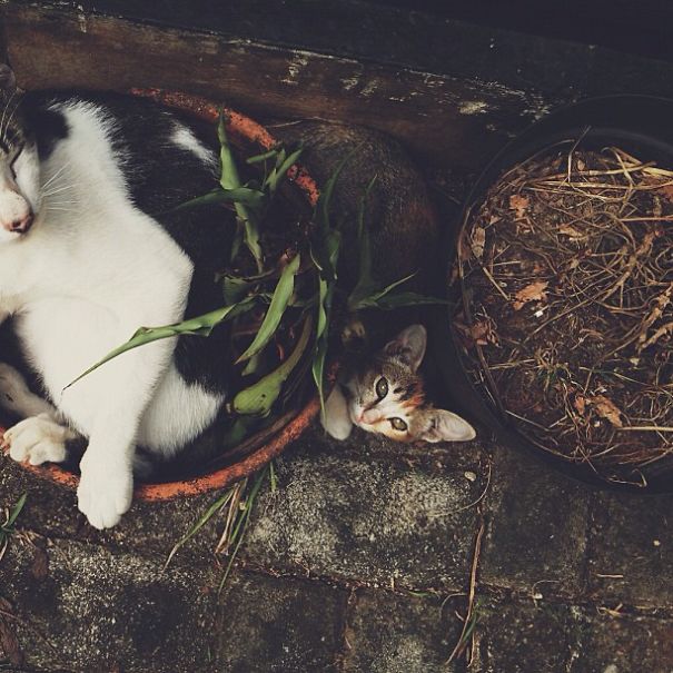 A Plant And It's Parasite.