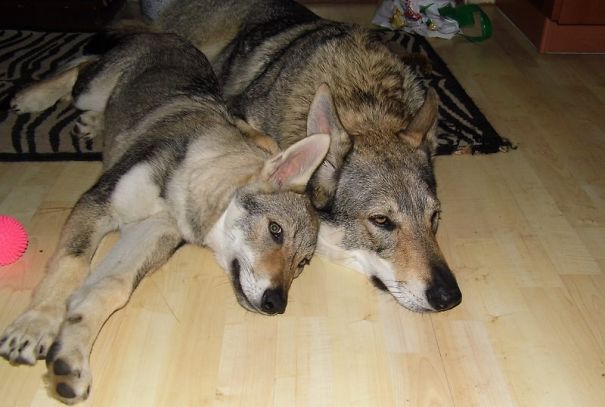 Daytona And Baby Doreen