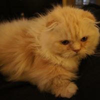 purrfect_paws_98 avatar