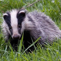 meisterchardin avatar