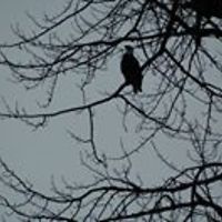 rainbow_judy_1 avatar