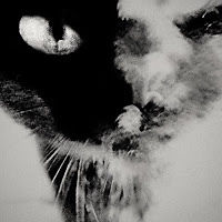 inesyorfeddog avatar