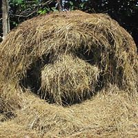 carlawick_sauriamami avatar