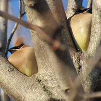 carol_idupaddor avatar