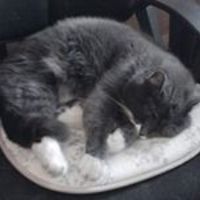 petunia_nuezic avatar