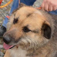 cristina_piglea avatar