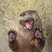 jen_e_jamieson avatar