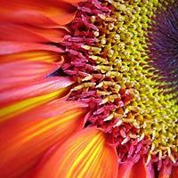 danielle_sullivan_nabozny avatar