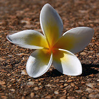 muhammetnurkartal avatar