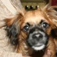 552bf45037ada avatar