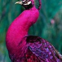 552cb5c2a53ac avatar