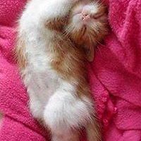 552cd836a271b avatar