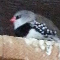 552d145ede749 avatar