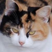 552edb9047ecd avatar