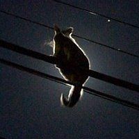 5530849eee1fc avatar