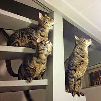 christianstadegaart avatar