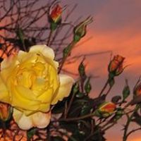 55319c19e4aa5 avatar