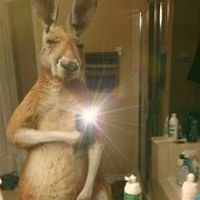 553297909ddcf avatar