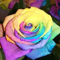 55342ebcf0831 avatar