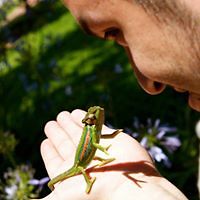 espartano_pollito avatar