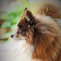 titaniccollector1912 avatar