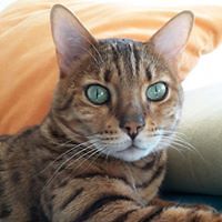 corthaysylvain avatar