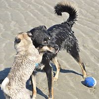 legendaryexotics avatar