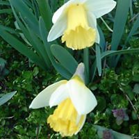 brajnovic_milica avatar