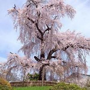 priscillaprentice avatar