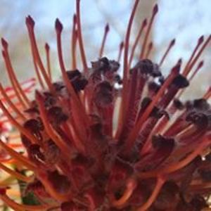 annetteintrouble avatar