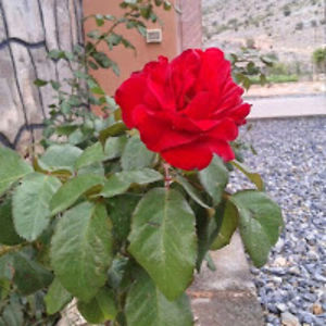 fatemaalhadidi avatar