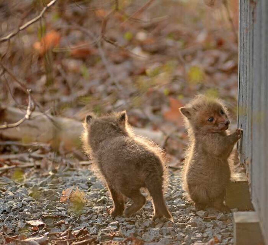 Father And Daughter Find Baby Foxes In Their Backyard